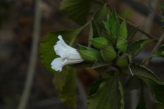 Petalidium barlerioides